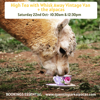 HIgh Tea with the Alpacas